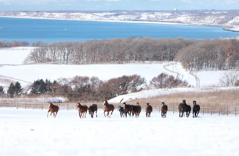 競走馬の牧場作業員